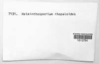 Helminthosporium rhopaloides image